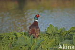 Ring-necked Pheasant (Phasianus colchicus)