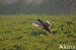 Ring-necked Pheasant (Phasianus colchicus)