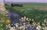 Cow Parsley (Anthriscus sylvestris)