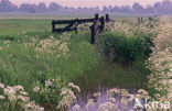 Cow Parsley (Anthriscus sylvestris)