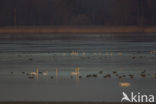 Whistling Swan (Cygnus columbianus)