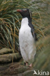 Rockhopper Penguin (Eudyptes chrysocome) 