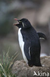 Rockhopper Penguin (Eudyptes chrysocome) 