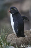 Rockhopper Penguin (Eudyptes chrysocome) 