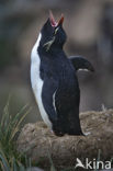 Rockhopper Penguin (Eudyptes chrysocome) 