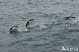 Rockhopper Penguin (Eudyptes chrysocome) 