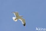 Geelpootmeeuw (Larus cachinnans)