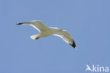 Geelpootmeeuw (Larus cachinnans)