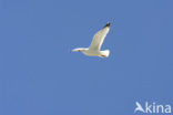 Geelpootmeeuw (Larus cachinnans)