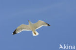 Geelpootmeeuw (Larus cachinnans)