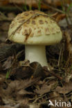 false death cap (Amanita citrina)