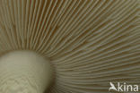 false death cap (Amanita citrina)