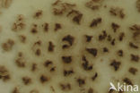 false death cap (Amanita citrina)