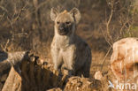 Gevlekte hyena (Crocuta crocuta)