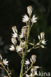 Common Asphodil (Asphodelus aestivus)