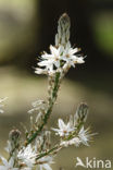 Common Asphodil (Asphodelus aestivus)