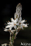 Common Asphodil (Asphodelus aestivus)