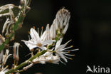 Common Asphodil (Asphodelus aestivus)