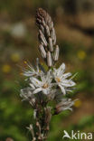 Common Asphodil (Asphodelus aestivus)