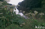 Hogweed (Heracleum sphondylium)