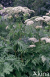 Hogweed (Heracleum sphondylium)