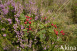 Gewone braam (Rubus fruticosus)