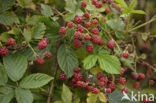 Gewone braam (Rubus fruticosus)