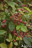 Gewone braam (Rubus fruticosus)