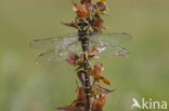 Golden-ringed Dragonfly (Cordulegaster boltonii)