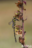Golden-ringed Dragonfly (Cordulegaster boltonii)