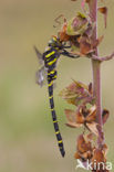 Golden-ringed Dragonfly (Cordulegaster boltonii)