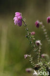 Cross-leaved Heather (Erica tetralix)