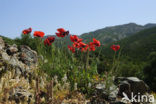 Gewone klaproos (Papaver rhoeas)