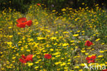 Gewone klaproos (Papaver rhoeas)