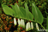 Gewone salomonszegel (Polygonatum multiflorum)