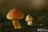 Sulphur tuft (Hypholoma fasciculare)