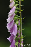 Gewoon vingerhoedskruid (Digitalis purpurea)