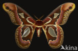 Giant Silk Moth (Rothschildia jacobaeae)