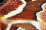 Giant Silk Moth (Rothschildia jacobaeae)