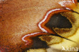 Giant Silk Moth (Rothschildia jacobaeae)