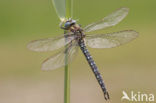 Hairy Dragonfly (Brachytron pratense)