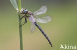 Hairy Dragonfly (Brachytron pratense)