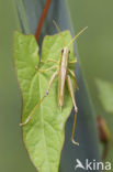 Gouden sprinkhaan (Chrysochraon dispar) 