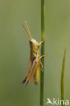 Gouden sprinkhaan (Chrysochraon dispar) 