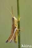 Gouden sprinkhaan (Chrysochraon dispar) 