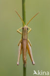 Gouden sprinkhaan (Chrysochraon dispar) 