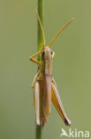 Gouden sprinkhaan (Chrysochraon dispar) 