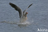 Grey Lag-Goose (Anser anser)