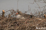 Grey Lag-Goose (Anser anser)