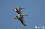Grey Lag-Goose (Anser anser)